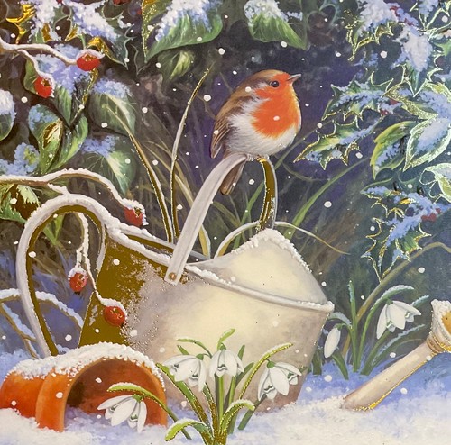 Medici christmas card robin - ~,