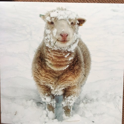 Medici christmas card sheep - card,,