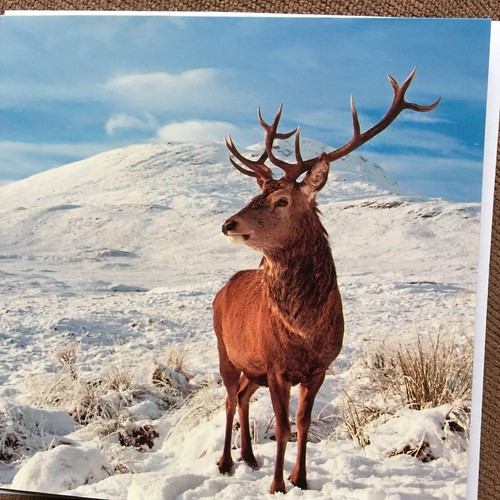 Medici luxury xmas - xmas, deer