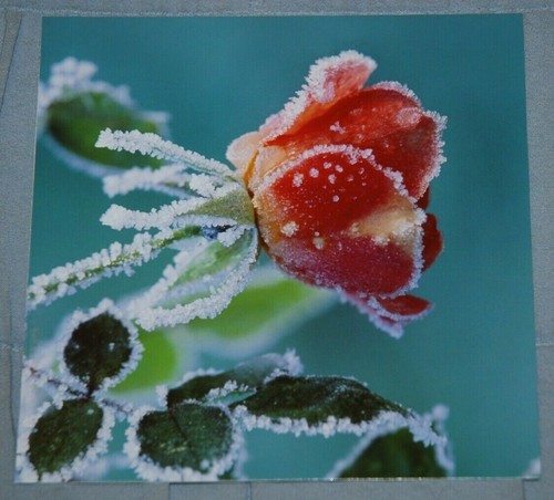 Frosty rose large - large, christmas