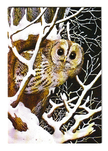 Vintage ken lilly - vintage, owl